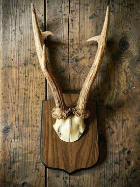 Vintage 6-Point Roe Deer Antler Taxidermy Cabin Wall Decor